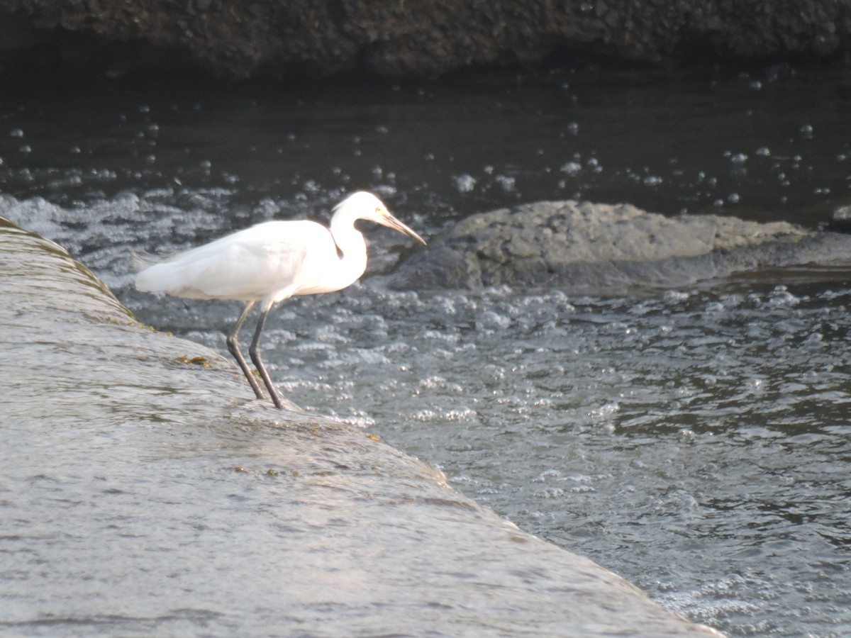 Küçük Ak Balıkçıl - ML644602615