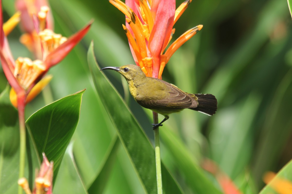 parksolfugl - ML644602616