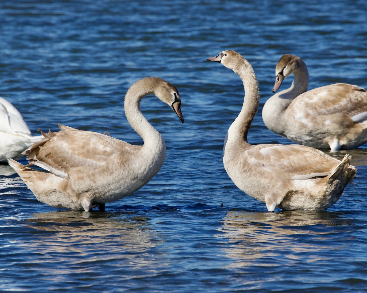 疣鼻天鵝 - ML644602618