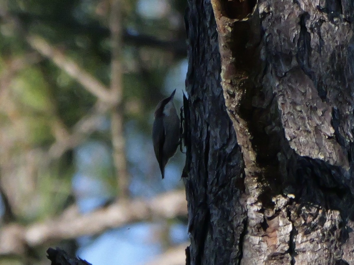 Sittelle à tête brune - ML644602619