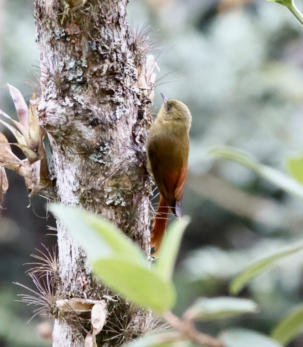 gråhodetreløper - ML644602620