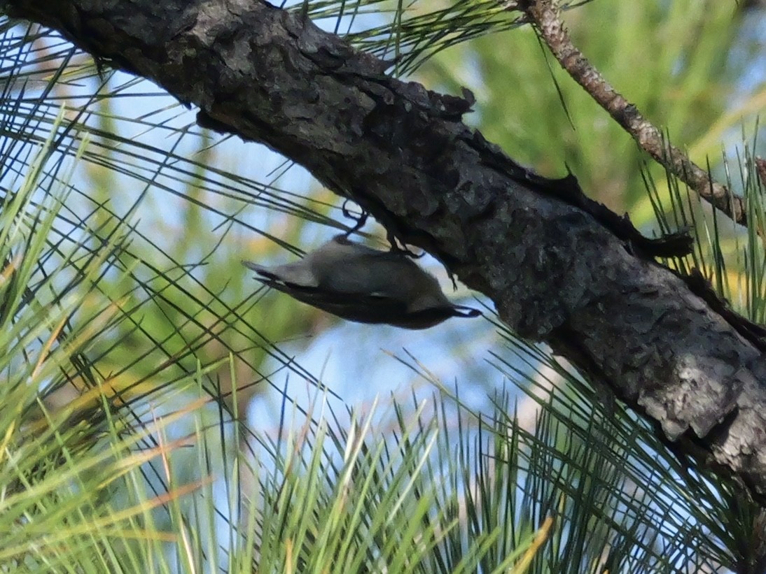 Sittelle à tête brune - ML644602649