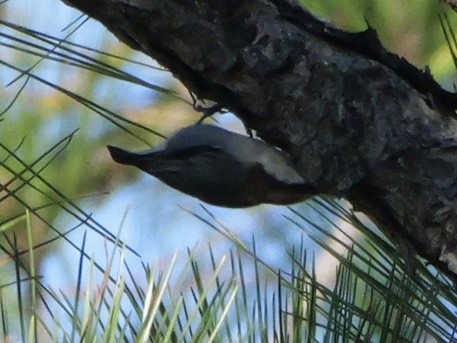 Sittelle à tête brune - ML644602654
