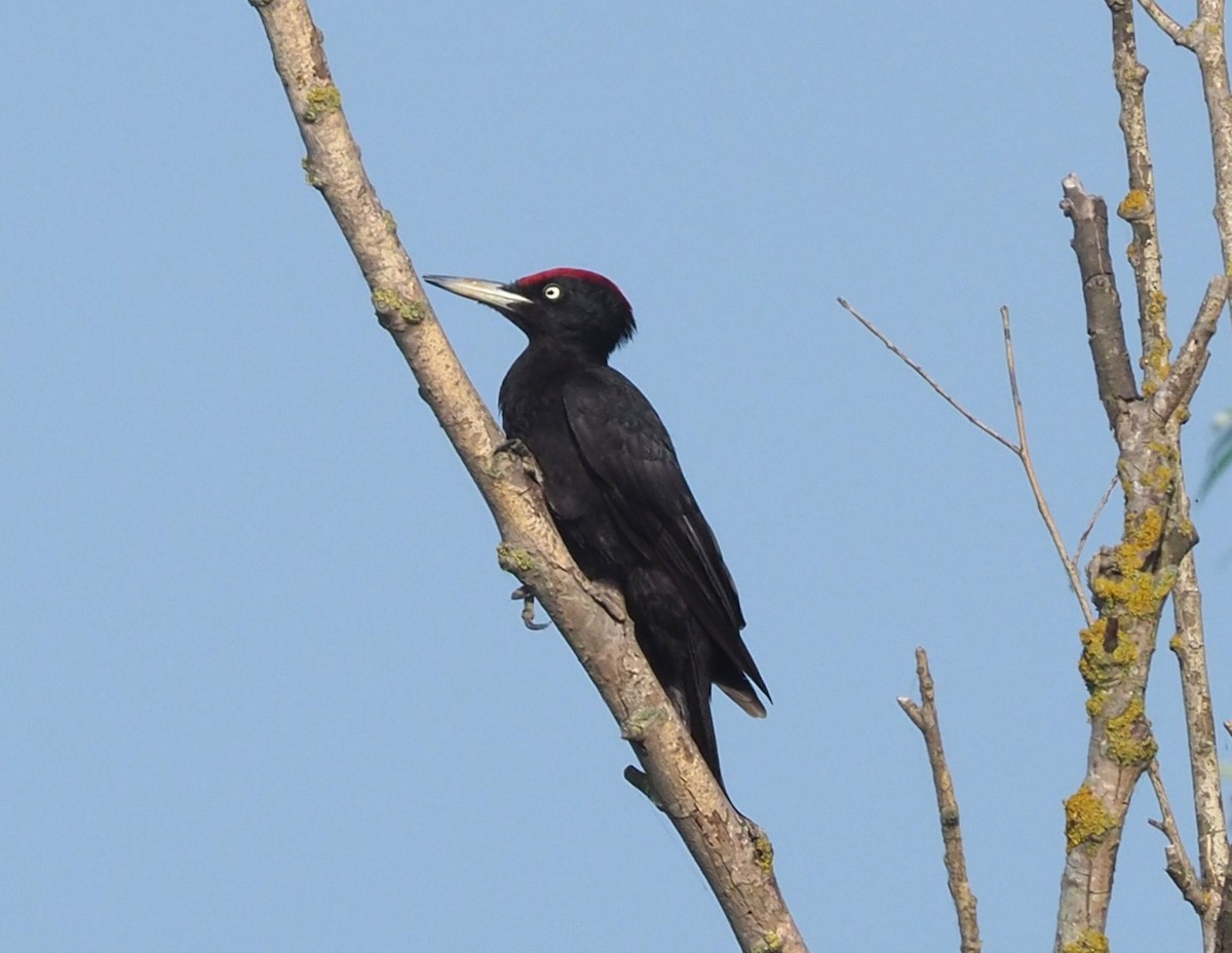 Хар тоншуул - ML644602655