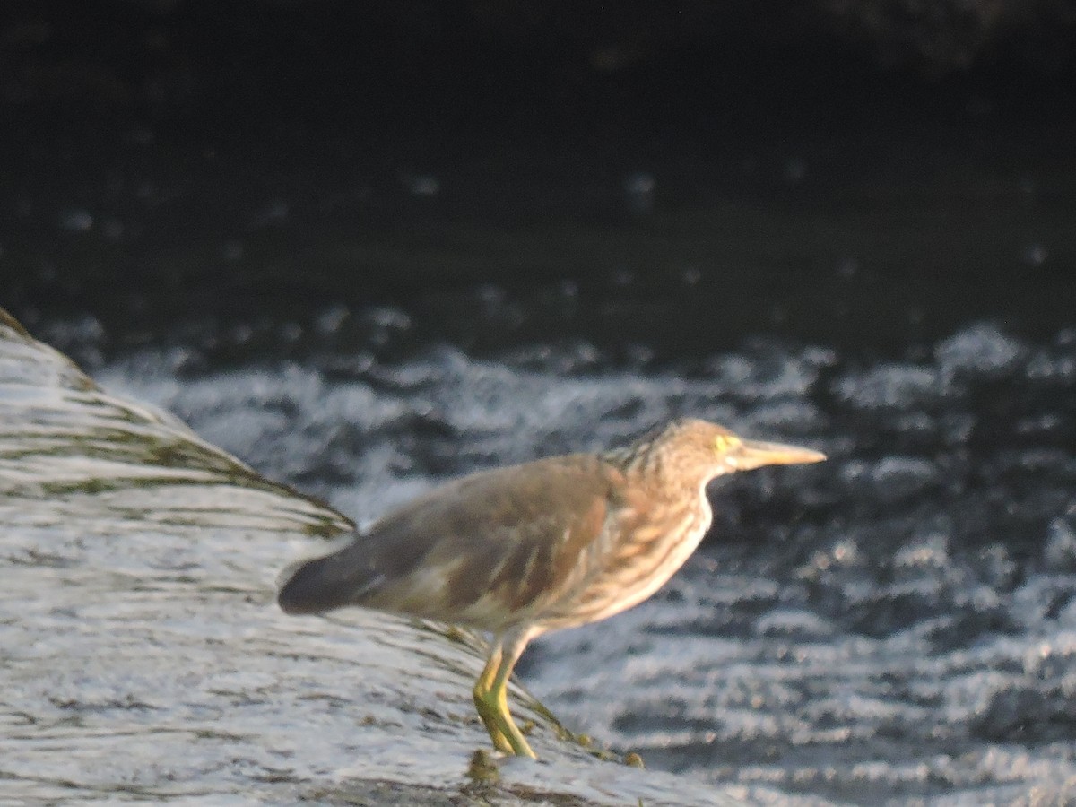 Hint Alaca Balıkçılı - ML644602656