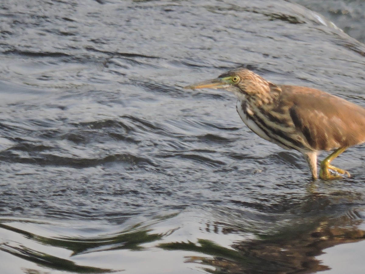 Hint Alaca Balıkçılı - ML644602657