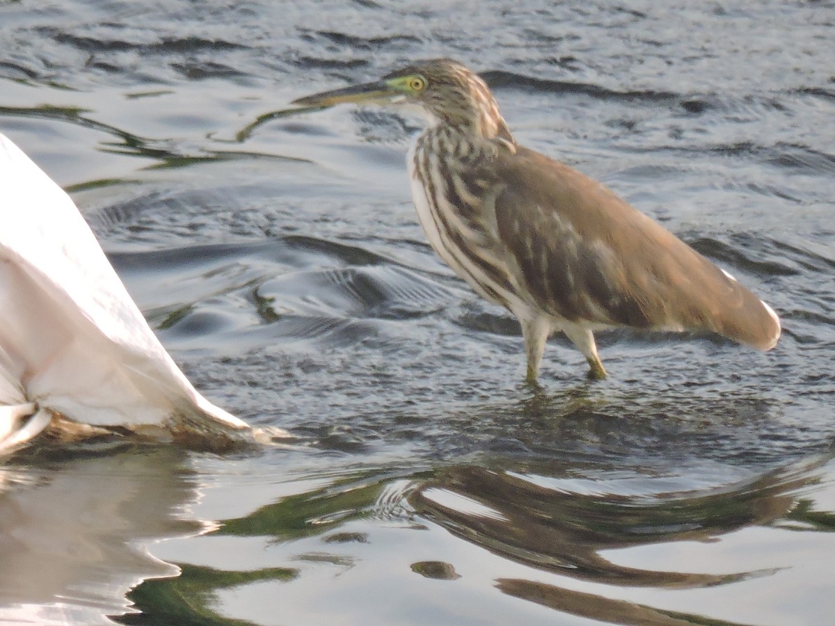 Hint Alaca Balıkçılı - ML644602659