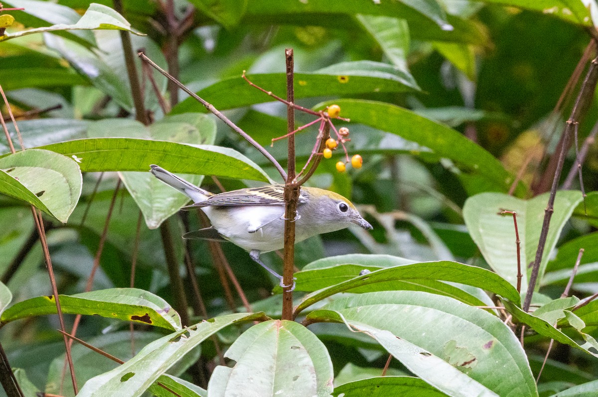 Chestnut-sided Warbler - ML644602668