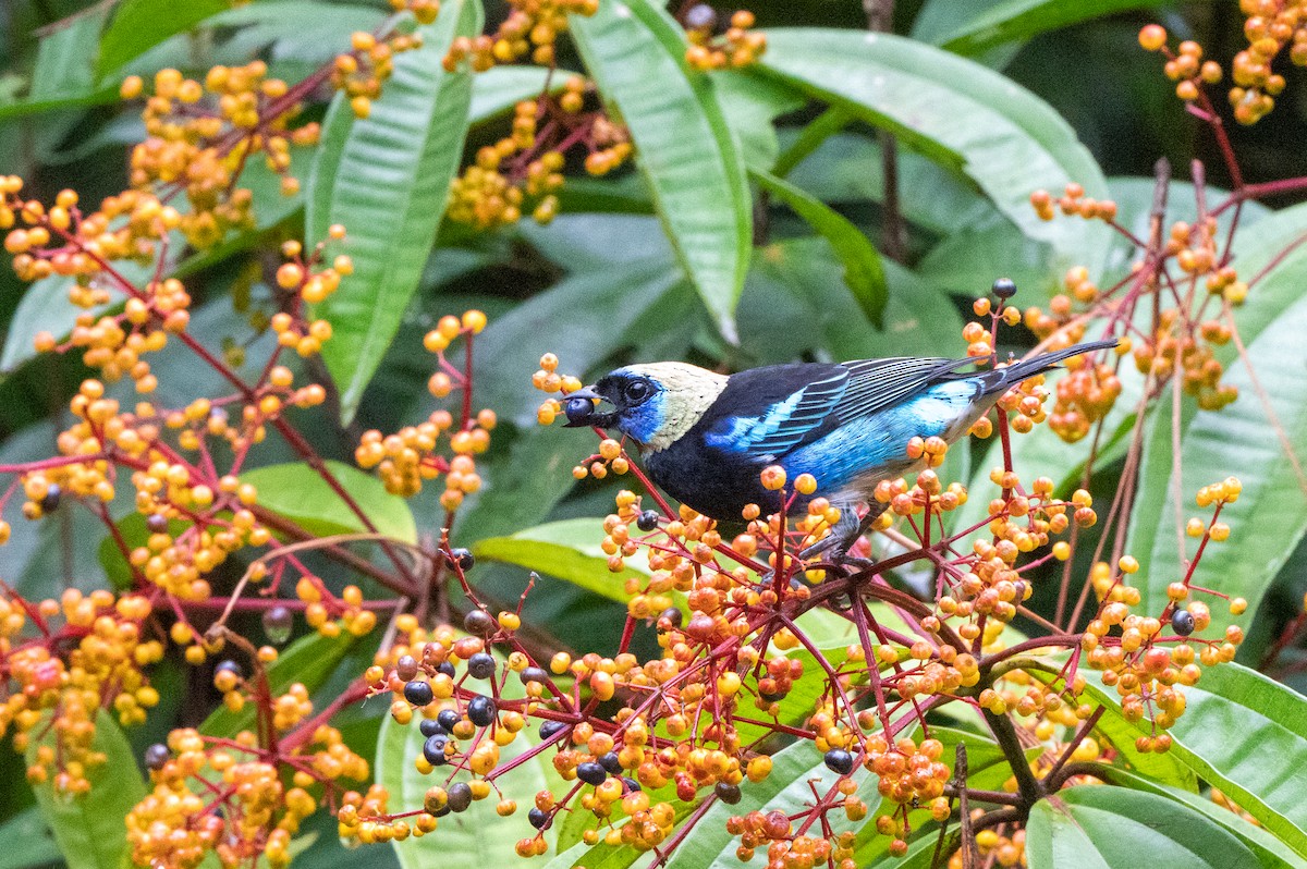 Golden-hooded Tanager - ML644602692