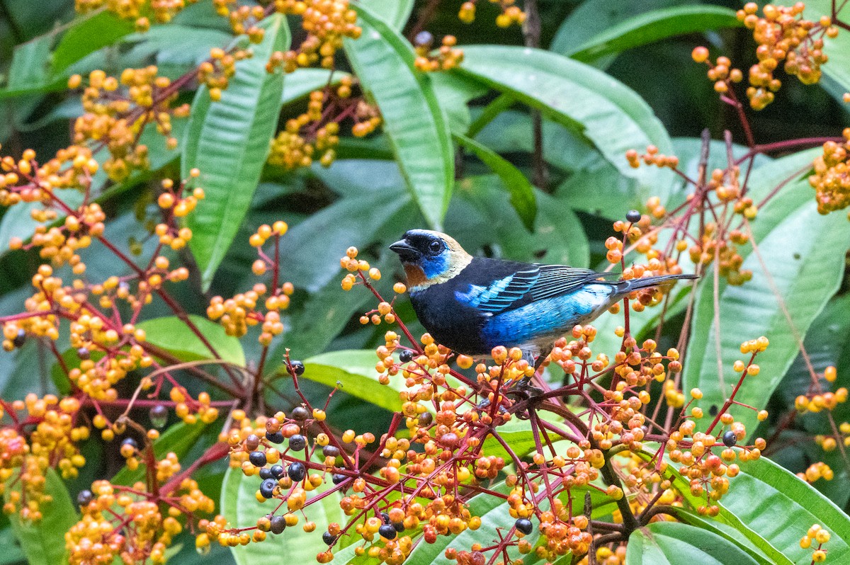 Golden-hooded Tanager - ML644602693
