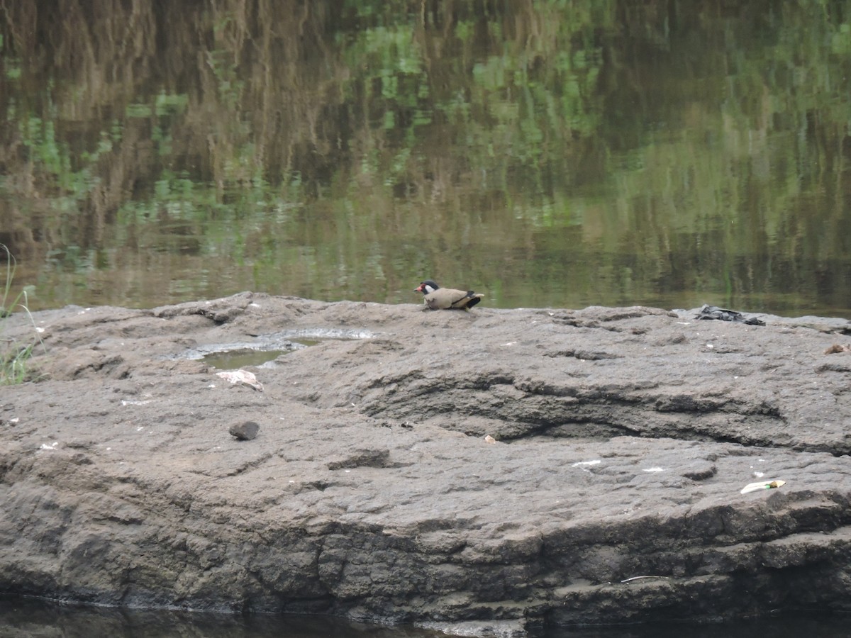 Büyük Kızkuşu - ML644602698