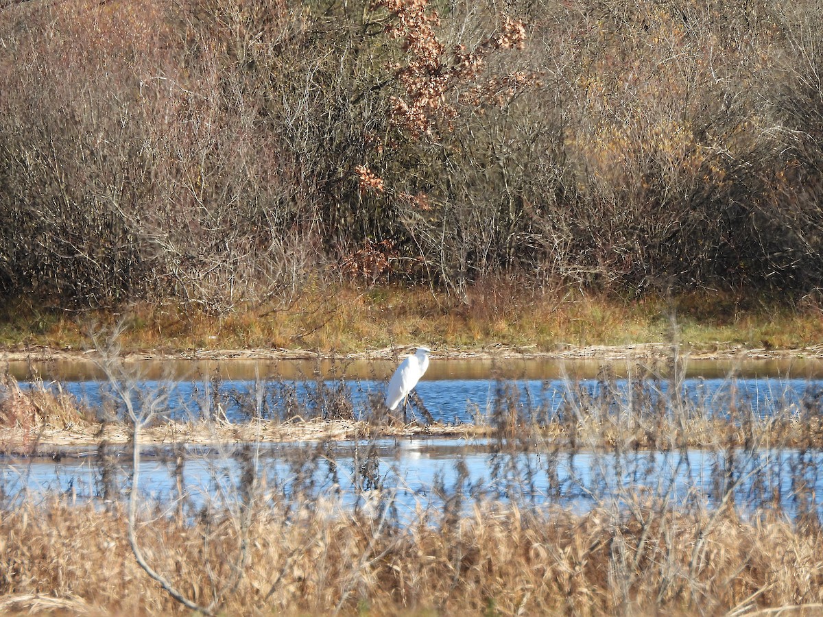 volavka bílá - ML644602699