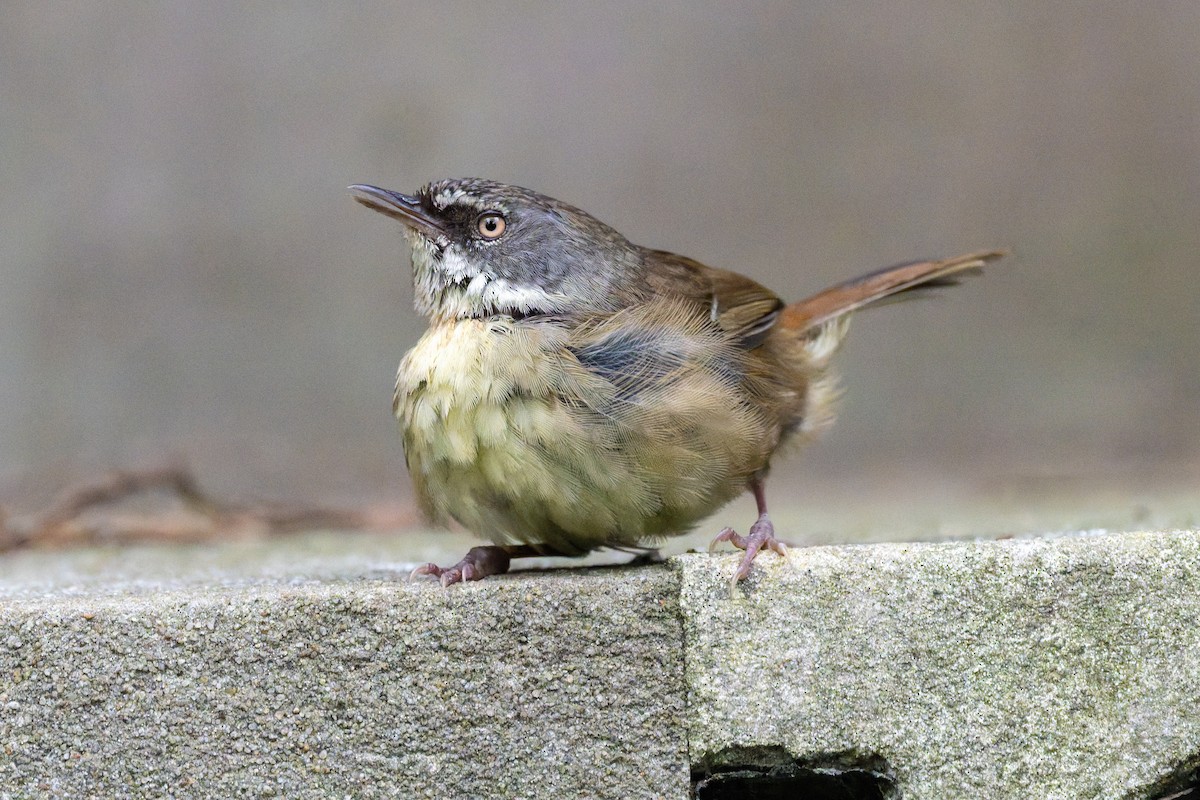 White-browed Scrubwren - ML644602707