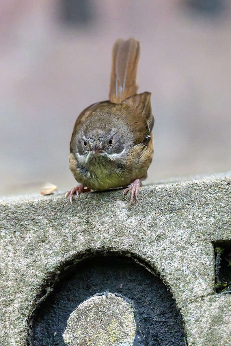 White-browed Scrubwren - ML644602708