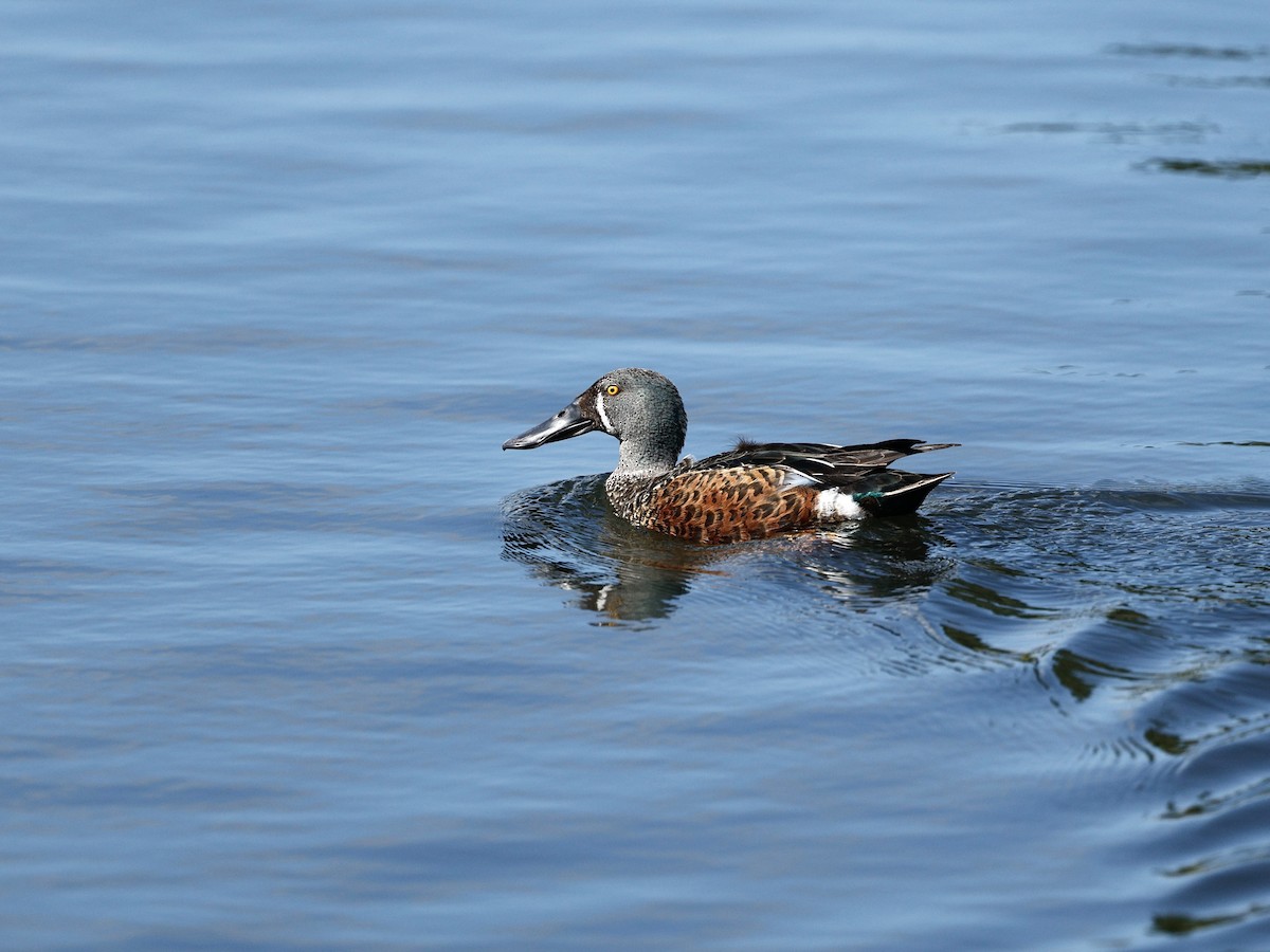 Canard bridé - ML644602709