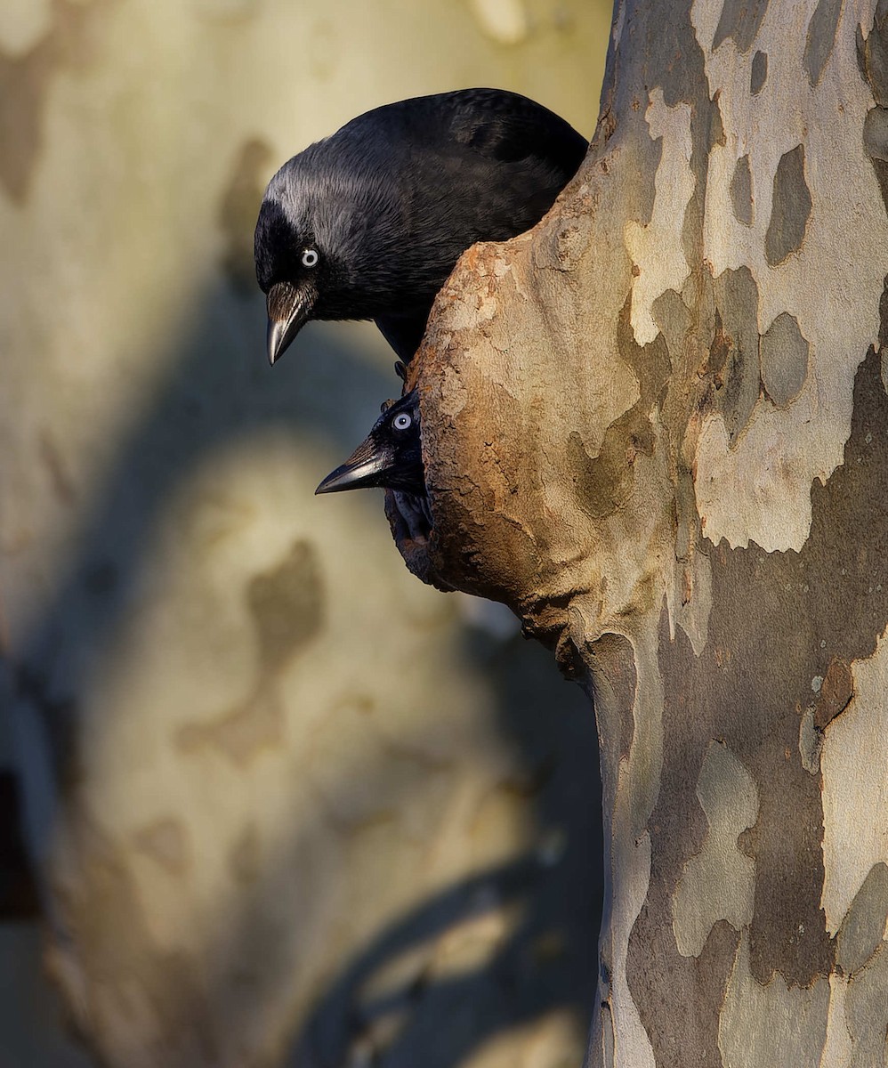 Taccola - ML644602710