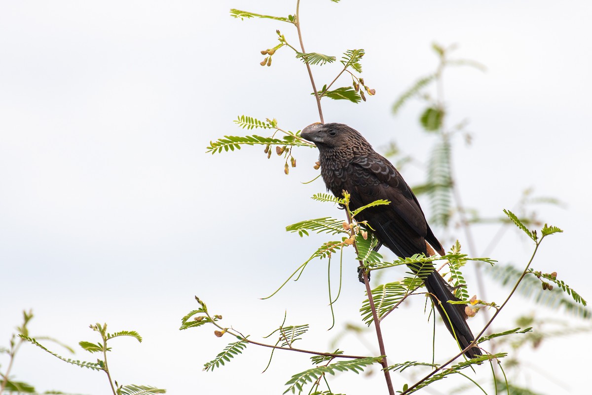 Smooth-billed Ani - ML644602714