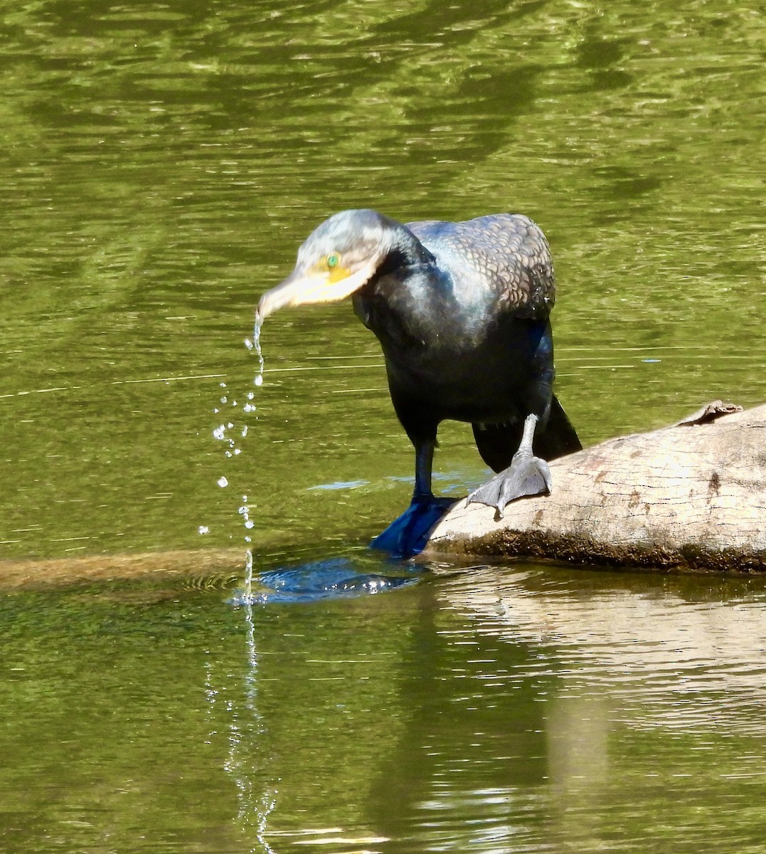 Cormorano - ML644602718