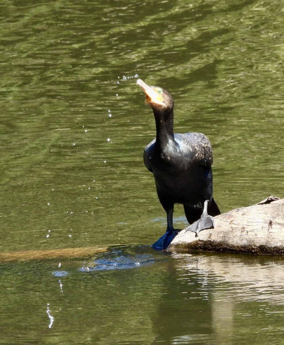 Cormorano - ML644602719