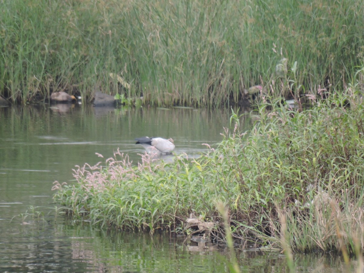 Ak Açıkgaga - ML644602722