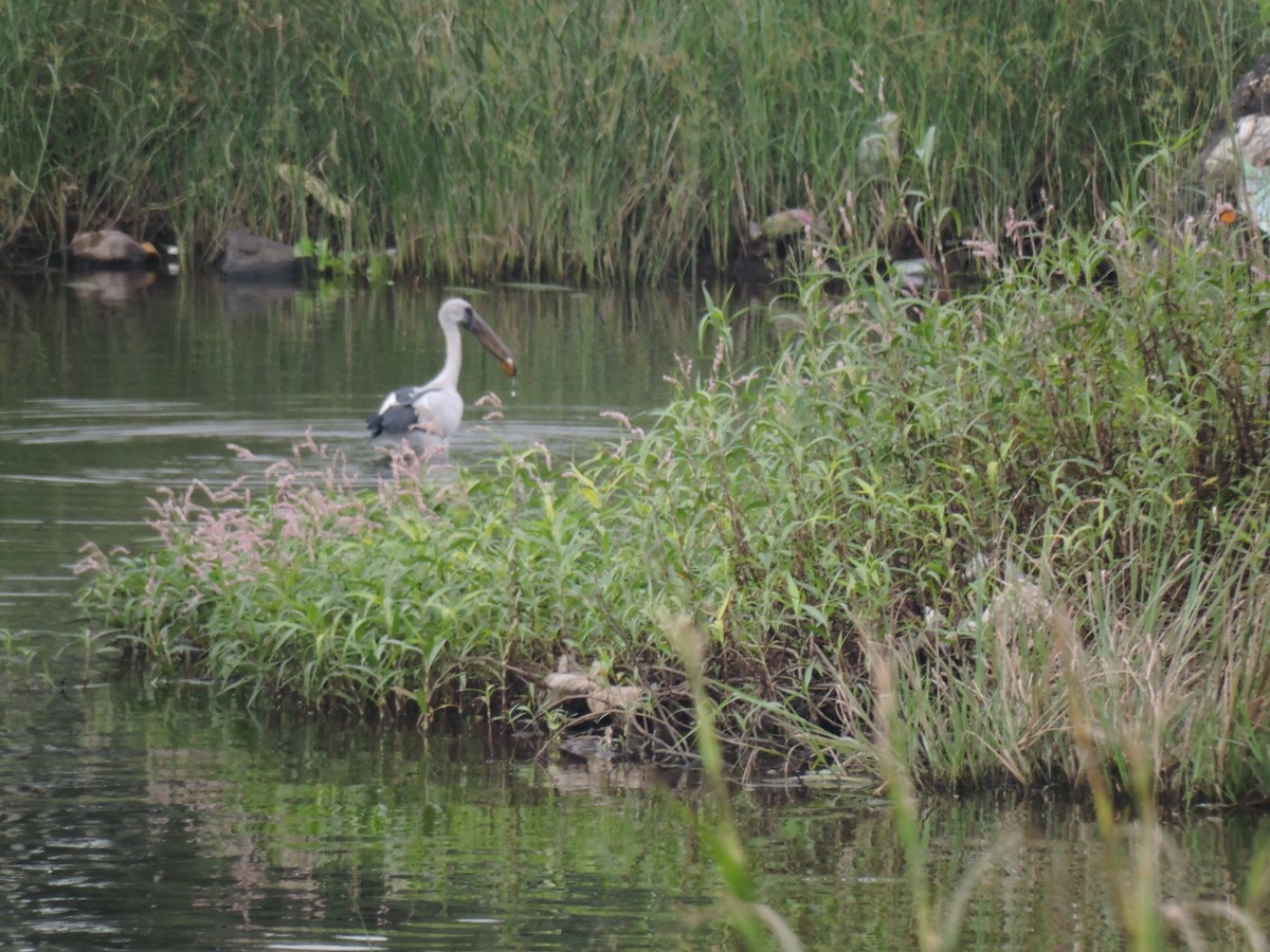 Ak Açıkgaga - ML644602723