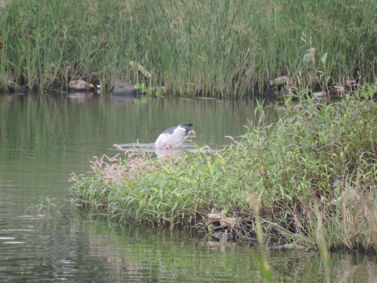 Ak Açıkgaga - ML644602725