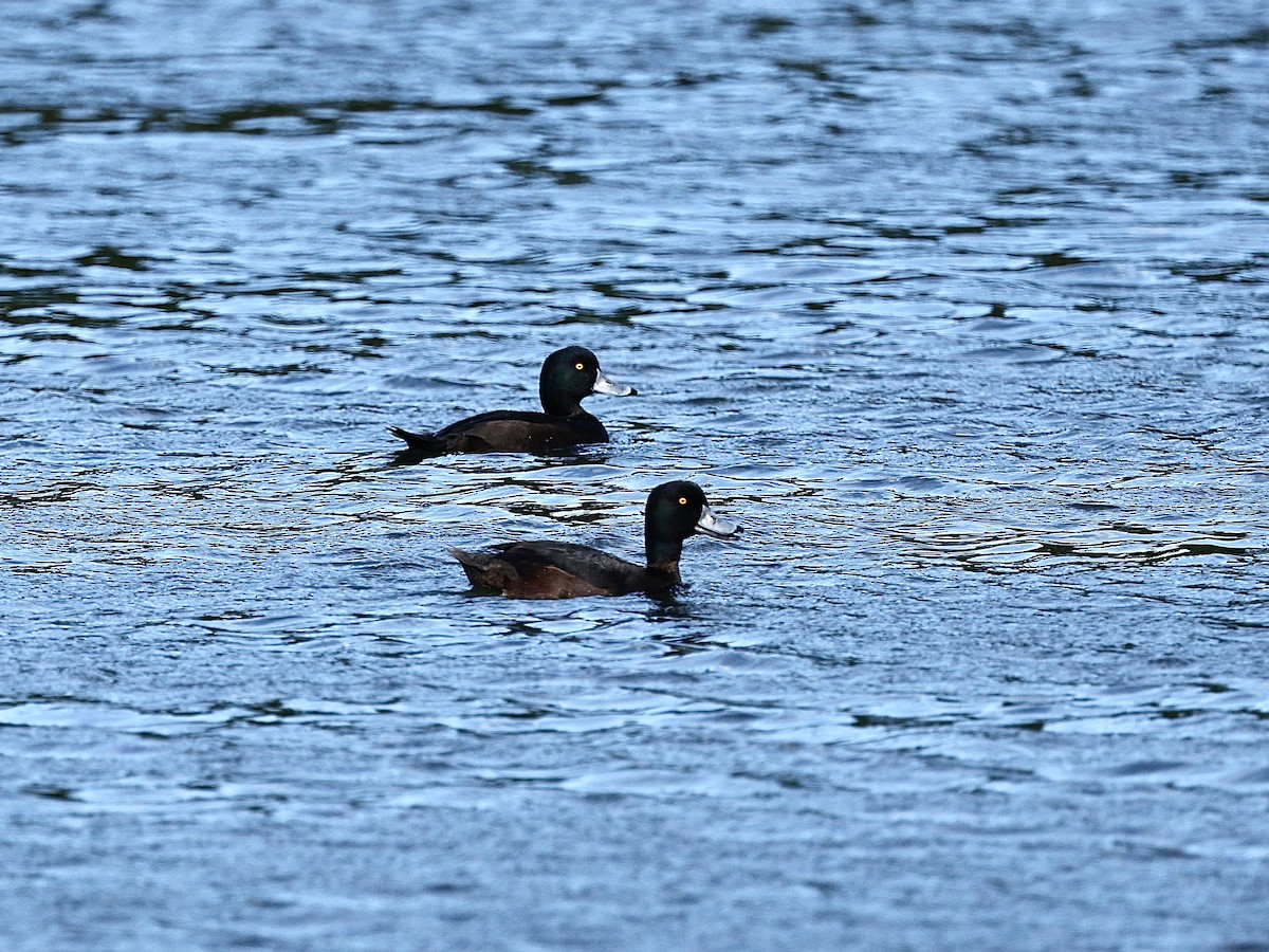 New Zealand Scaup - ML644602731