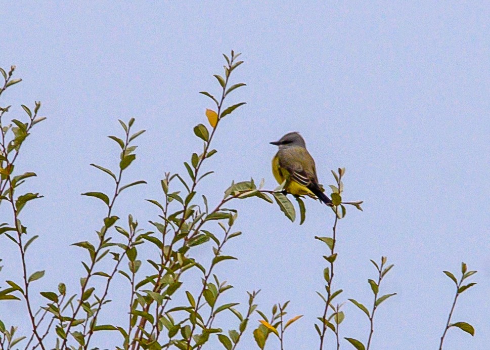 Western Kingbird - ML644602742