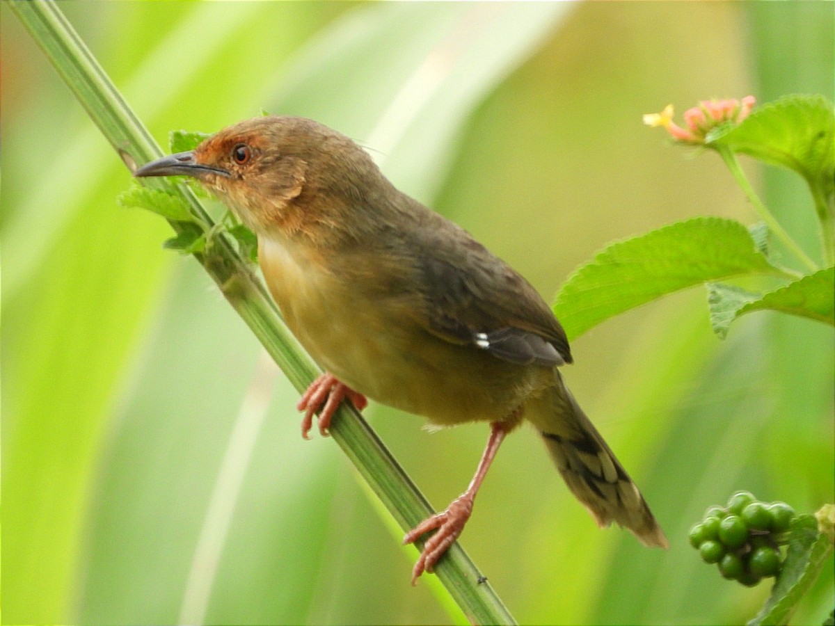 アカガオセッカ - ML644602747