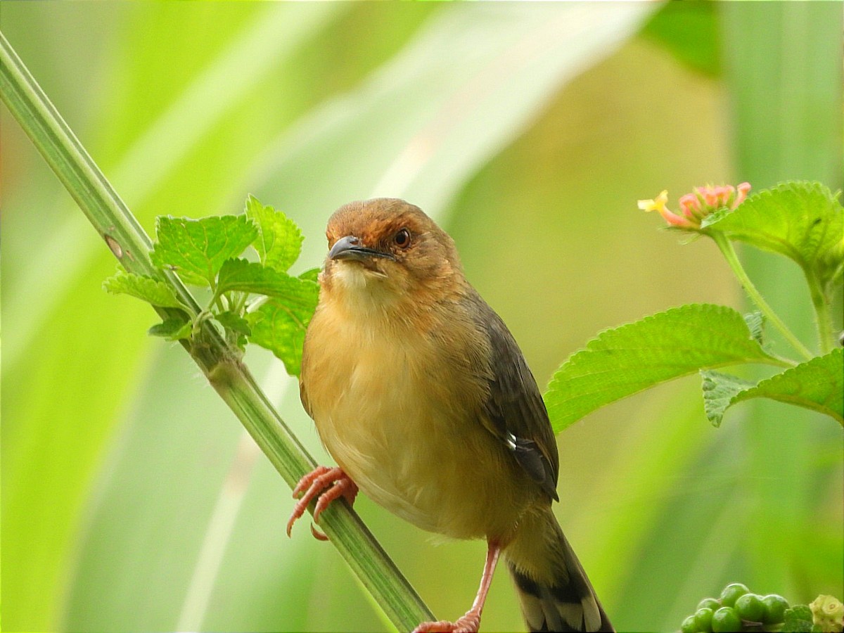 アカガオセッカ - ML644602748