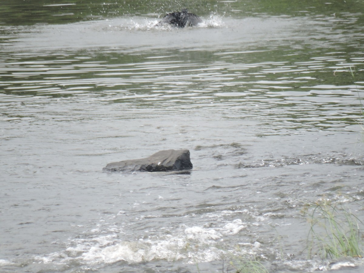 Kara Küçük Karabatak - ML644602749