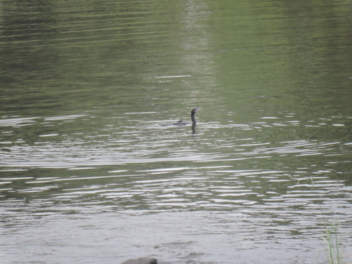 Kara Küçük Karabatak - ML644602750