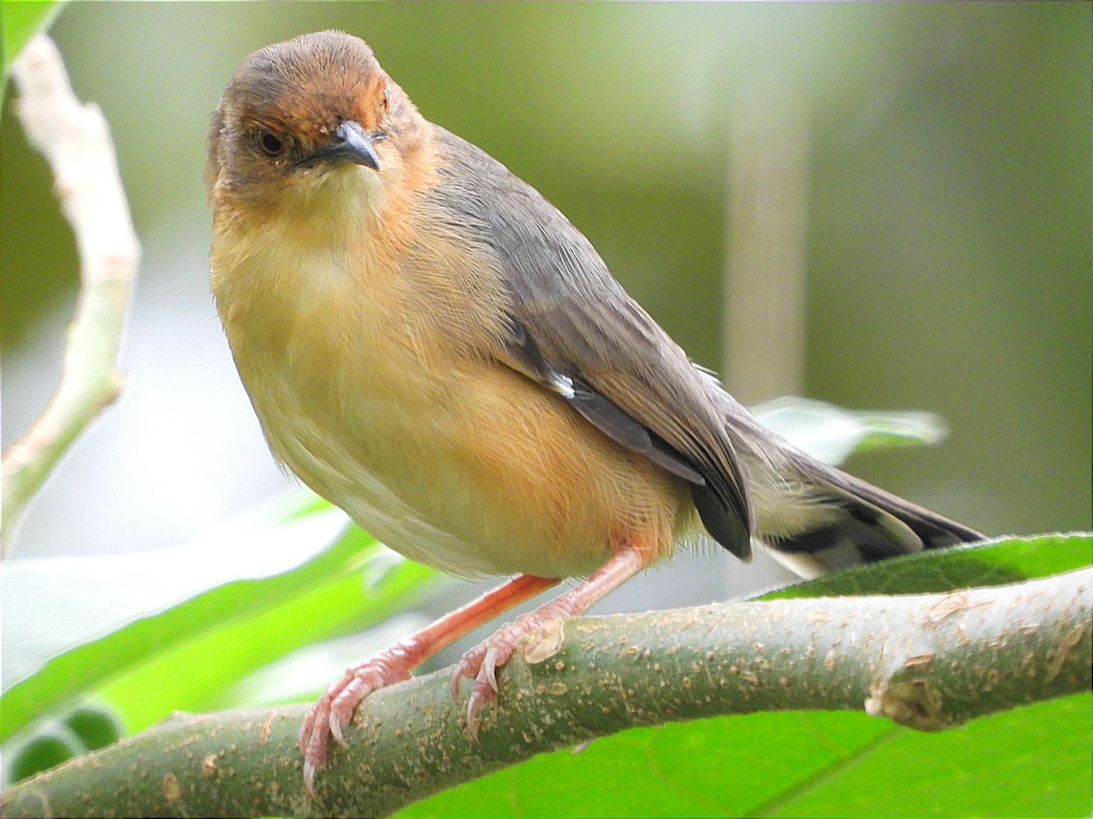 アカガオセッカ - ML644602751