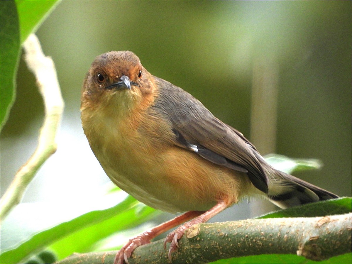 アカガオセッカ - ML644602752