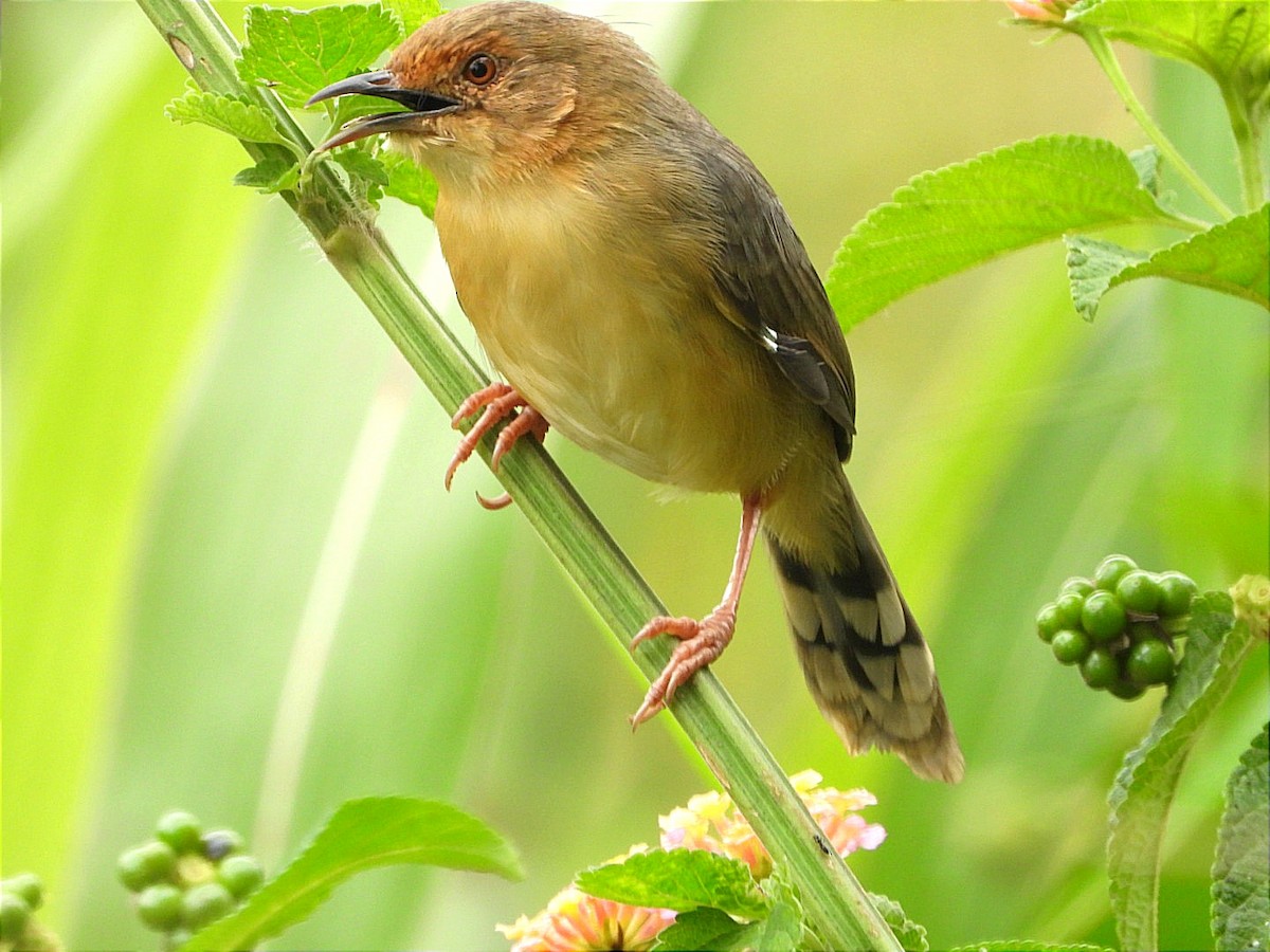 アカガオセッカ - ML644602753