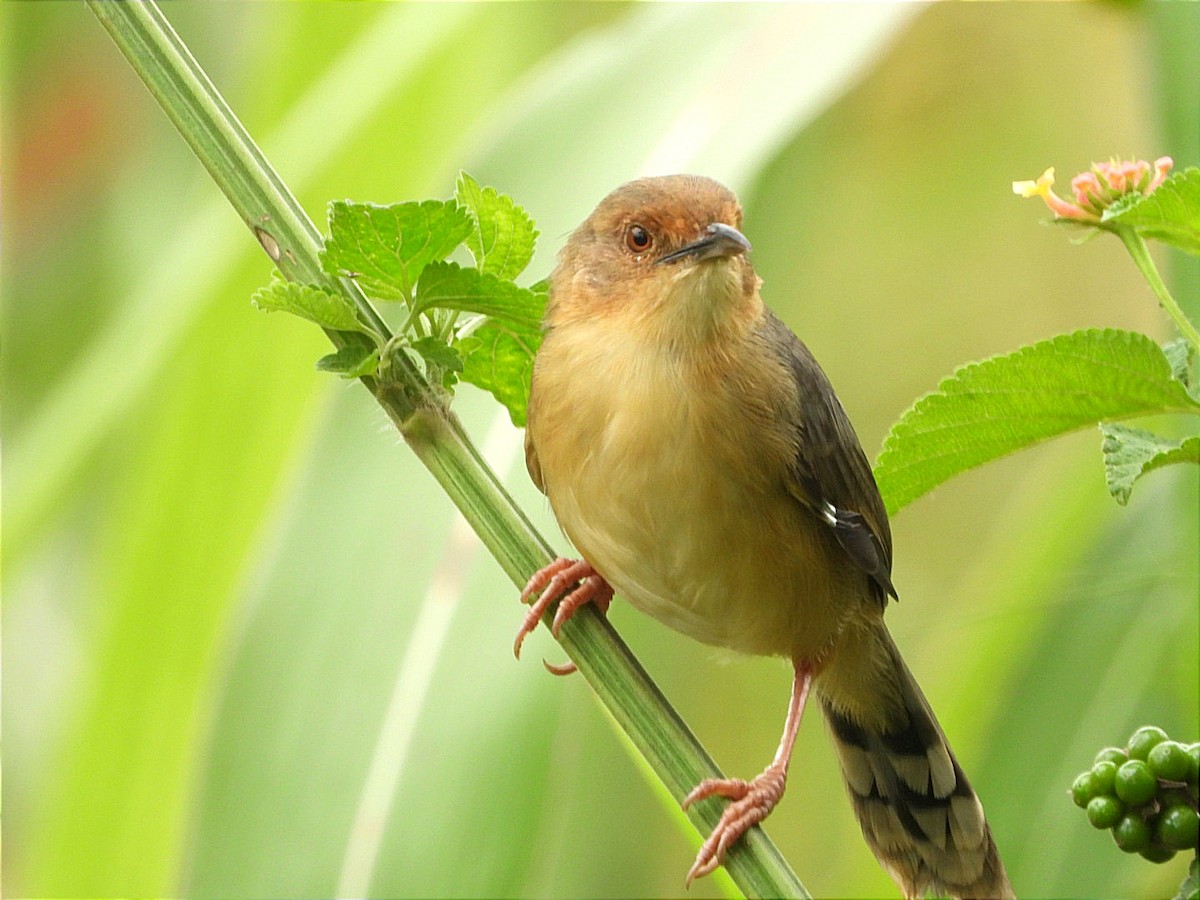 アカガオセッカ - ML644602754