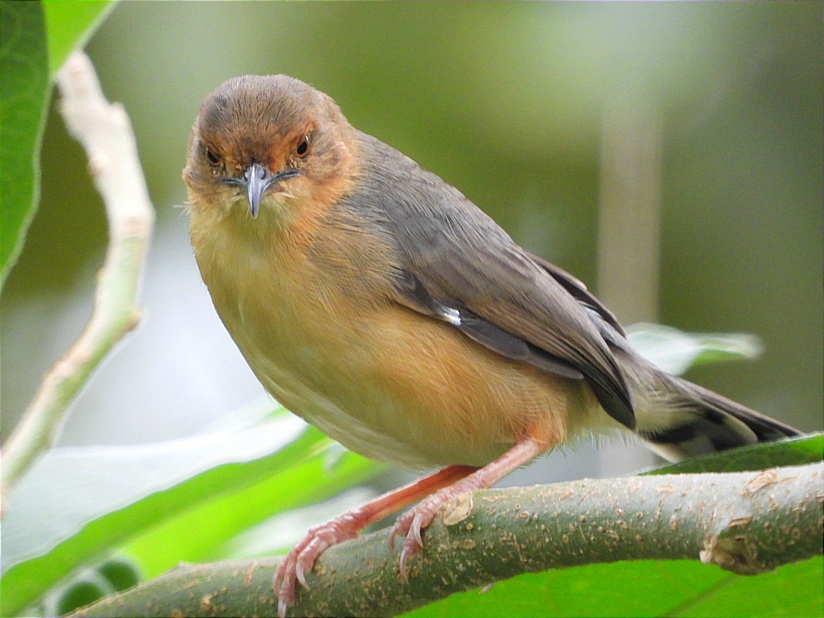 アカガオセッカ - ML644602755