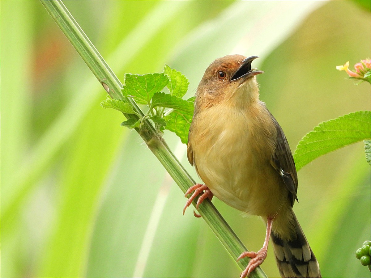 アカガオセッカ - ML644602756