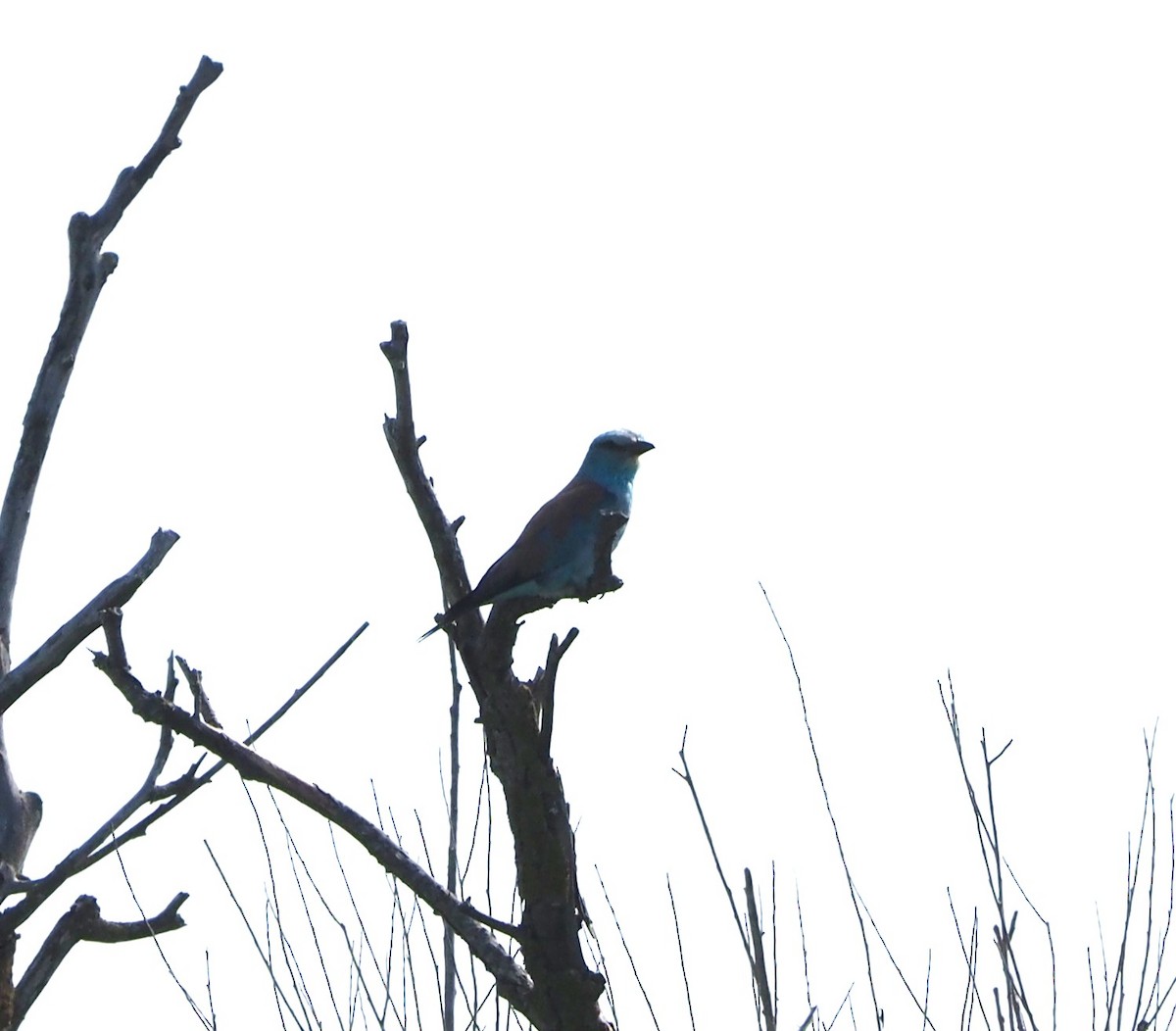 Өрнийн зүсэг - ML644602758