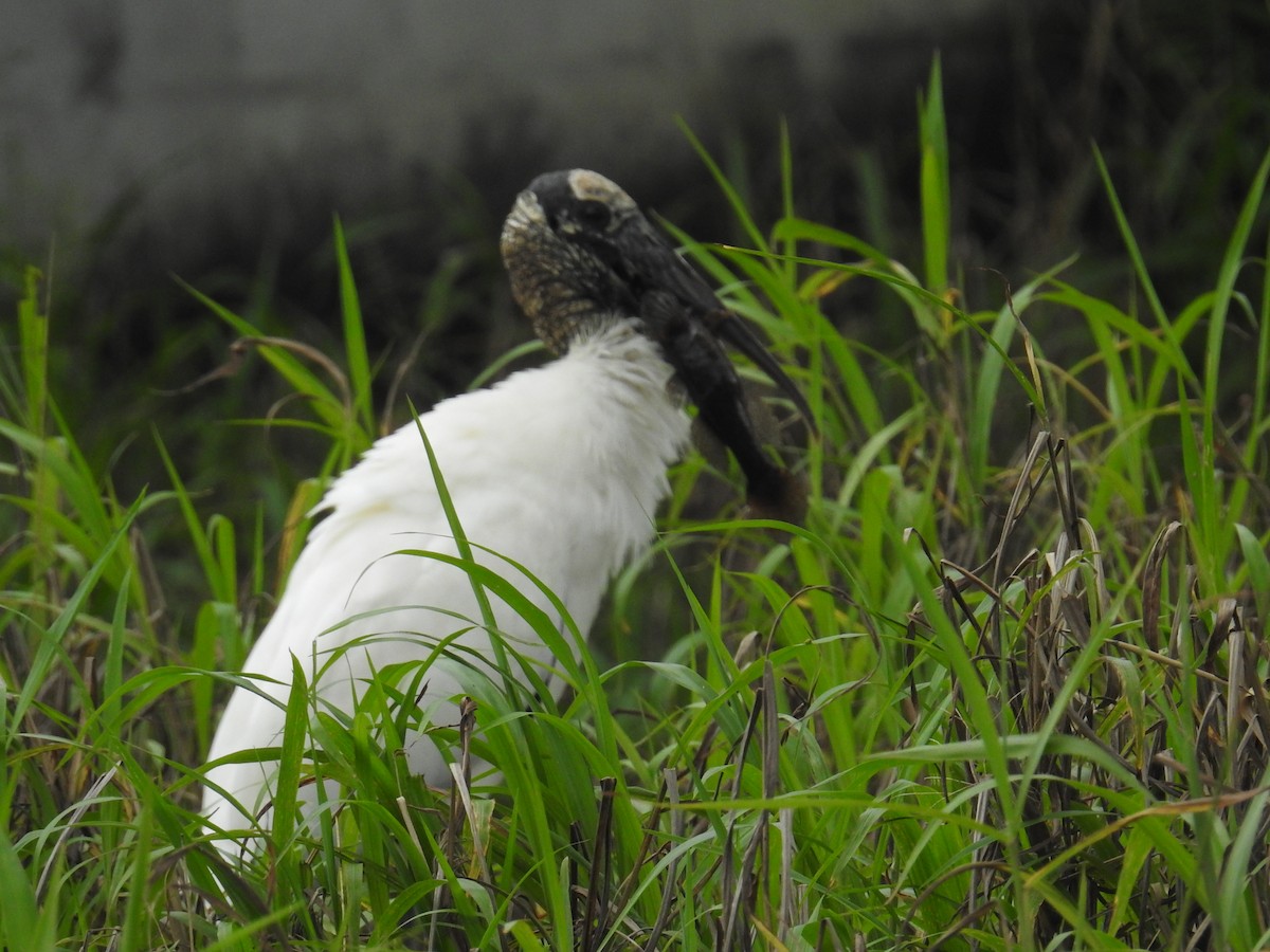 amerikastork - ML644602761