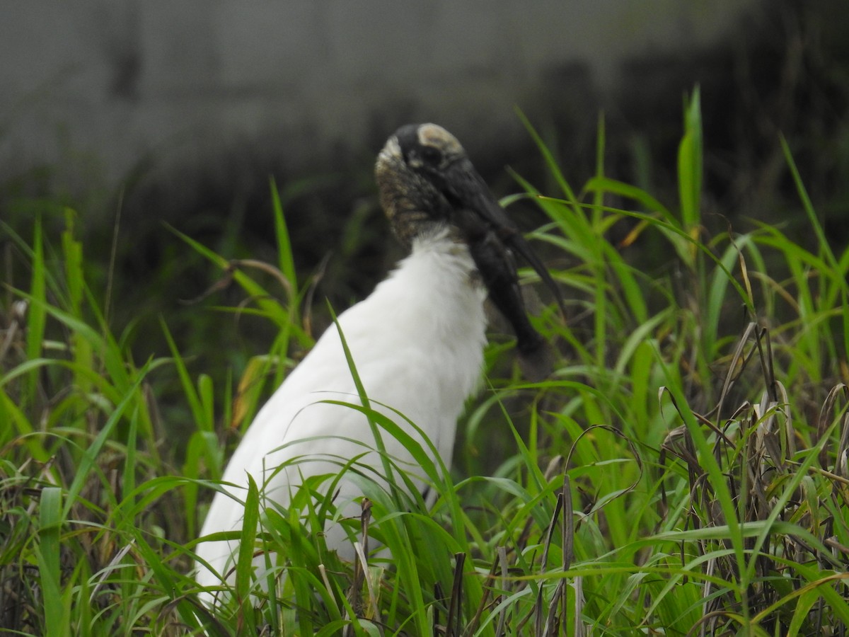 amerikastork - ML644602762