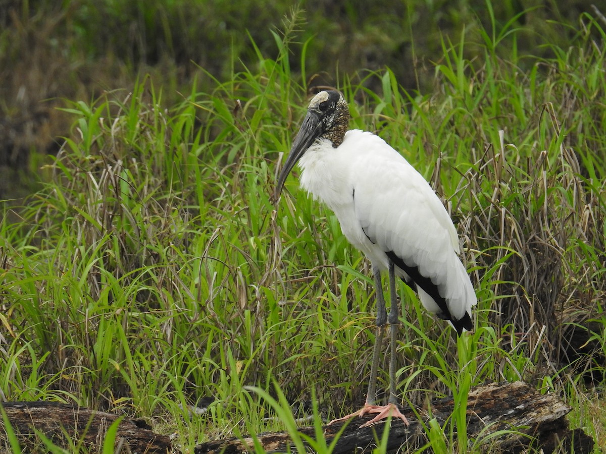 amerikastork - ML644602766