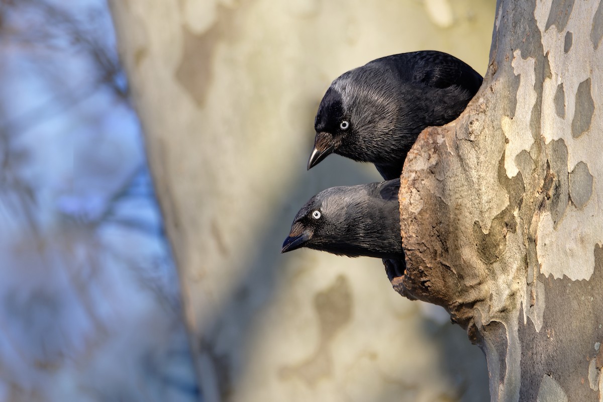 Taccola - ML644602767