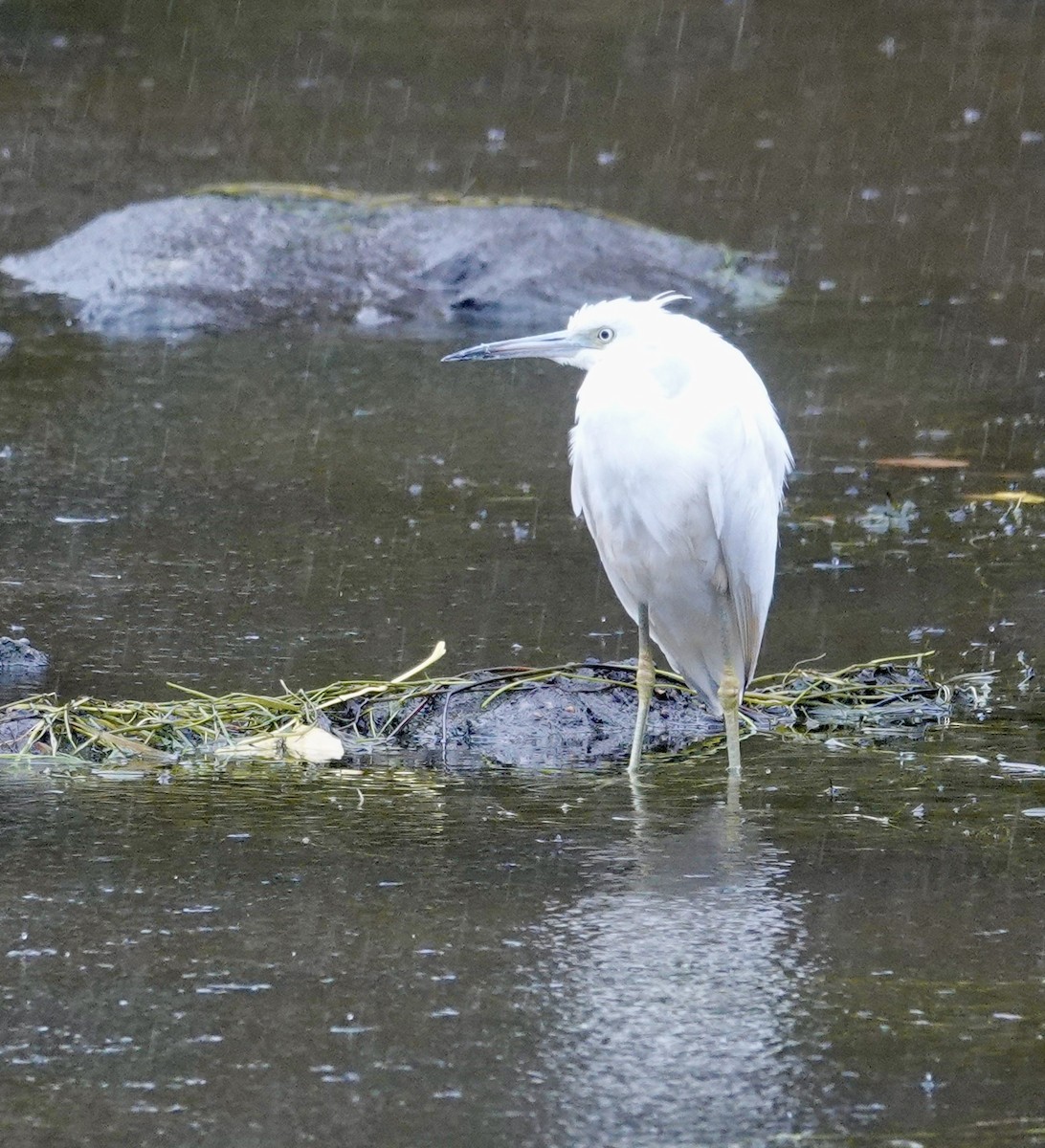 Little Blue Heron - ML644602774