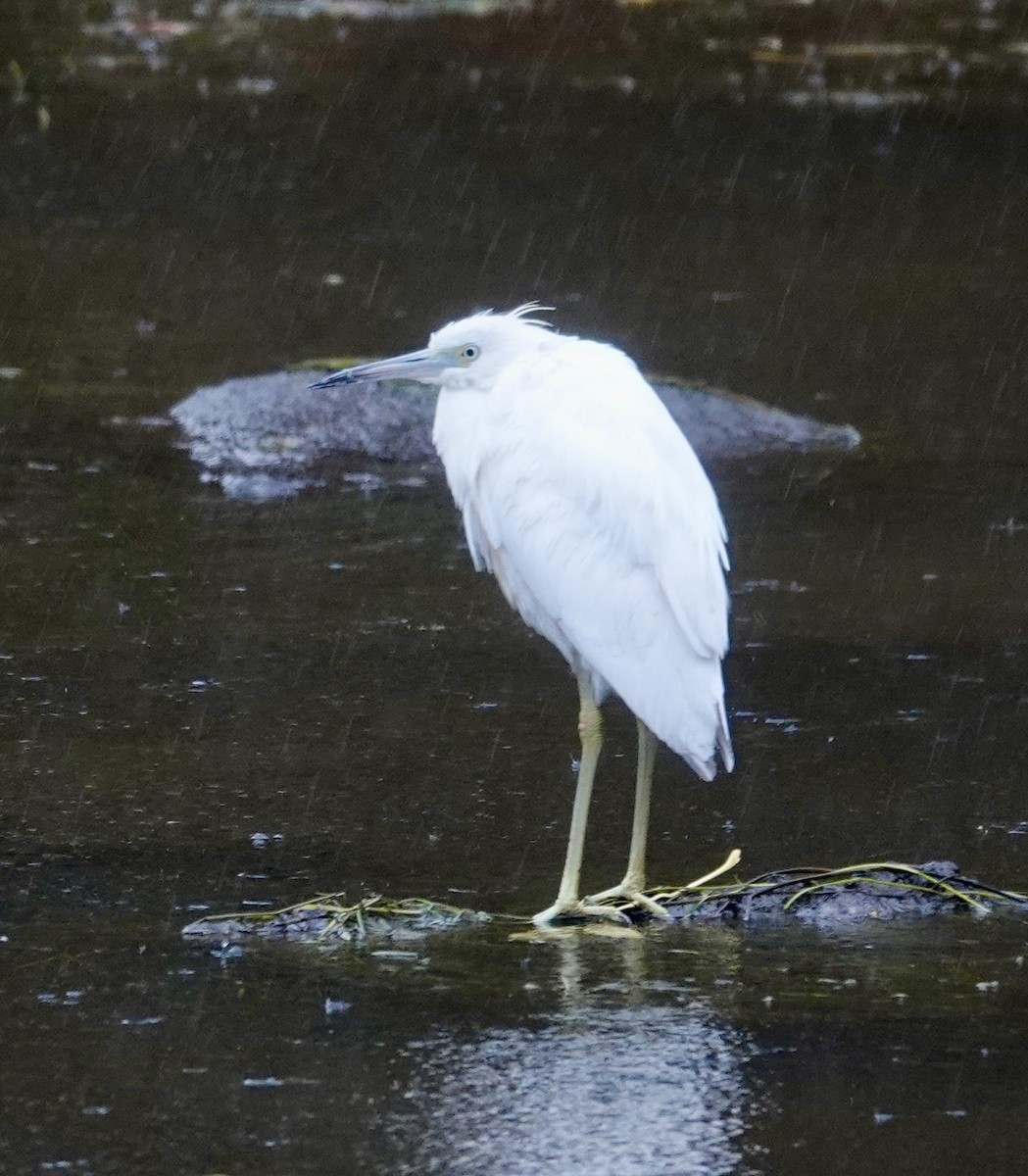 Little Blue Heron - ML644602775