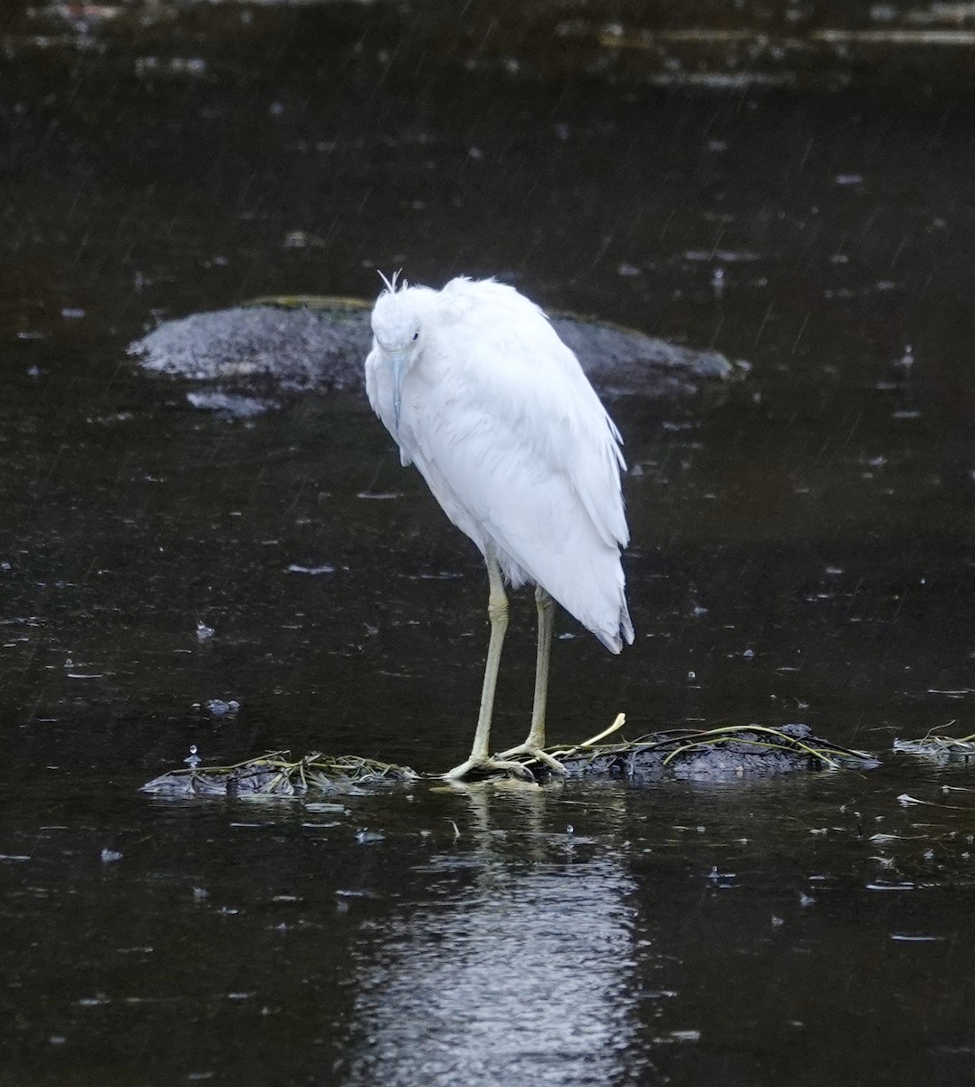Little Blue Heron - ML644602776