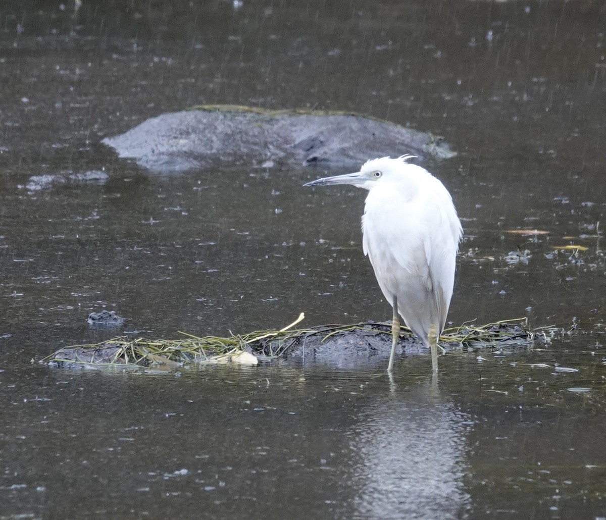 Little Blue Heron - ML644602777