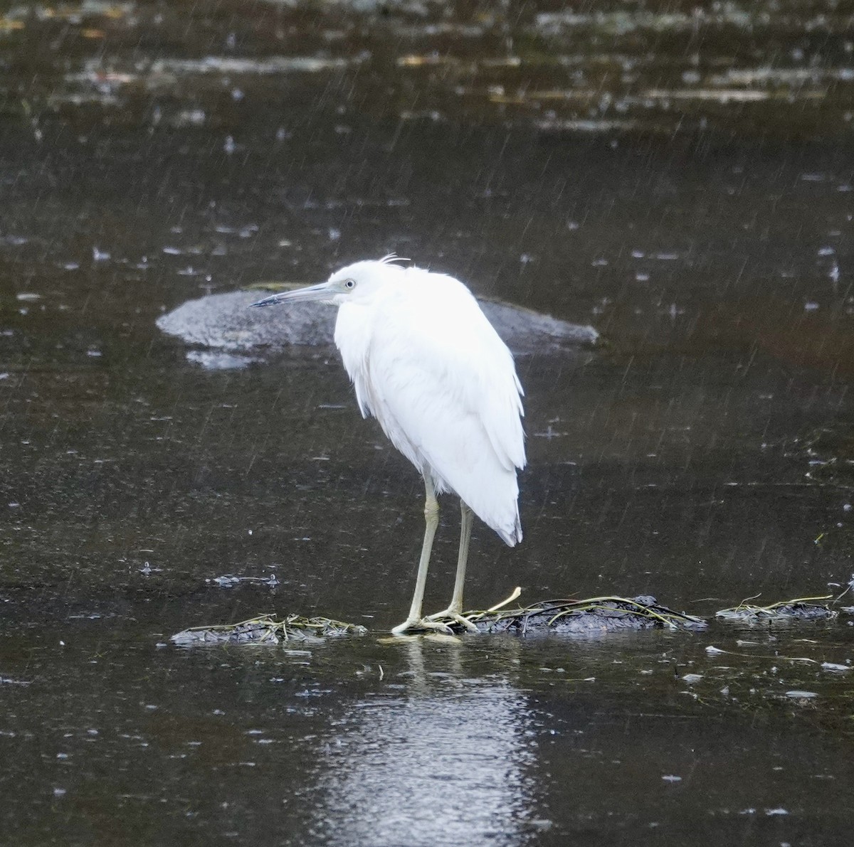 Little Blue Heron - ML644602778