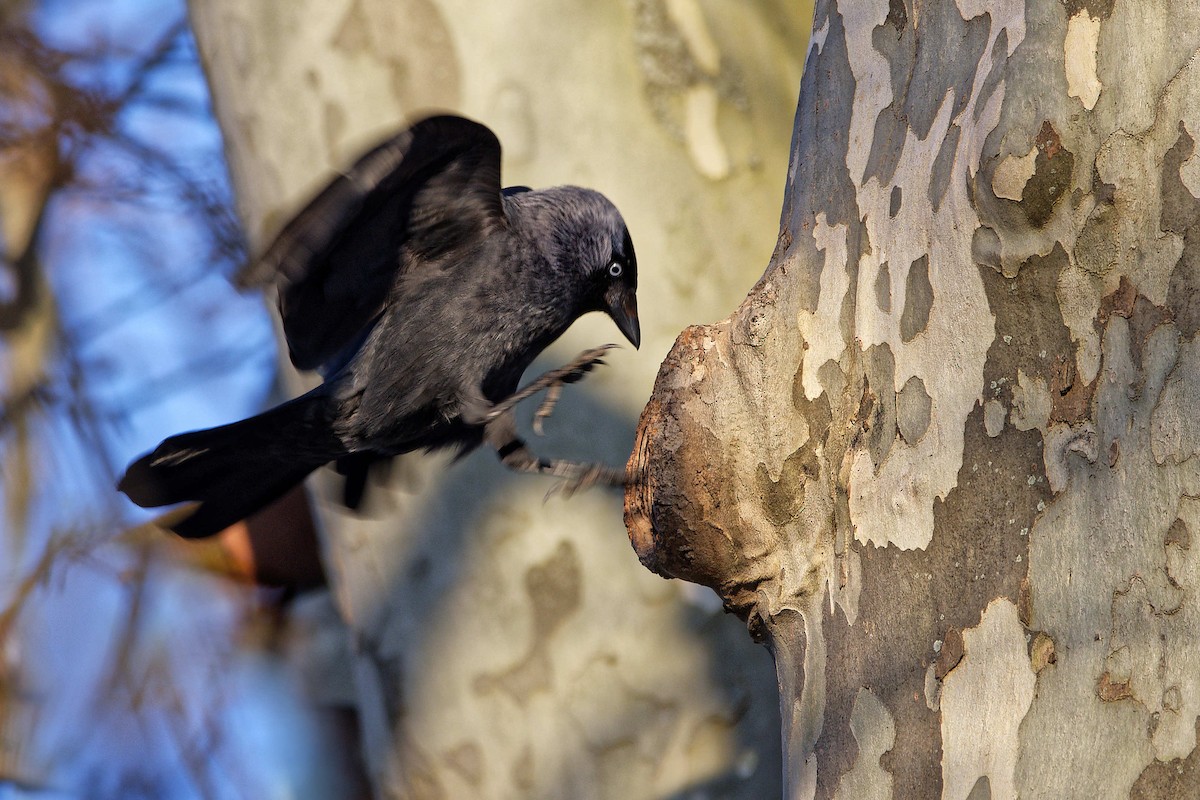 Taccola - ML644602780