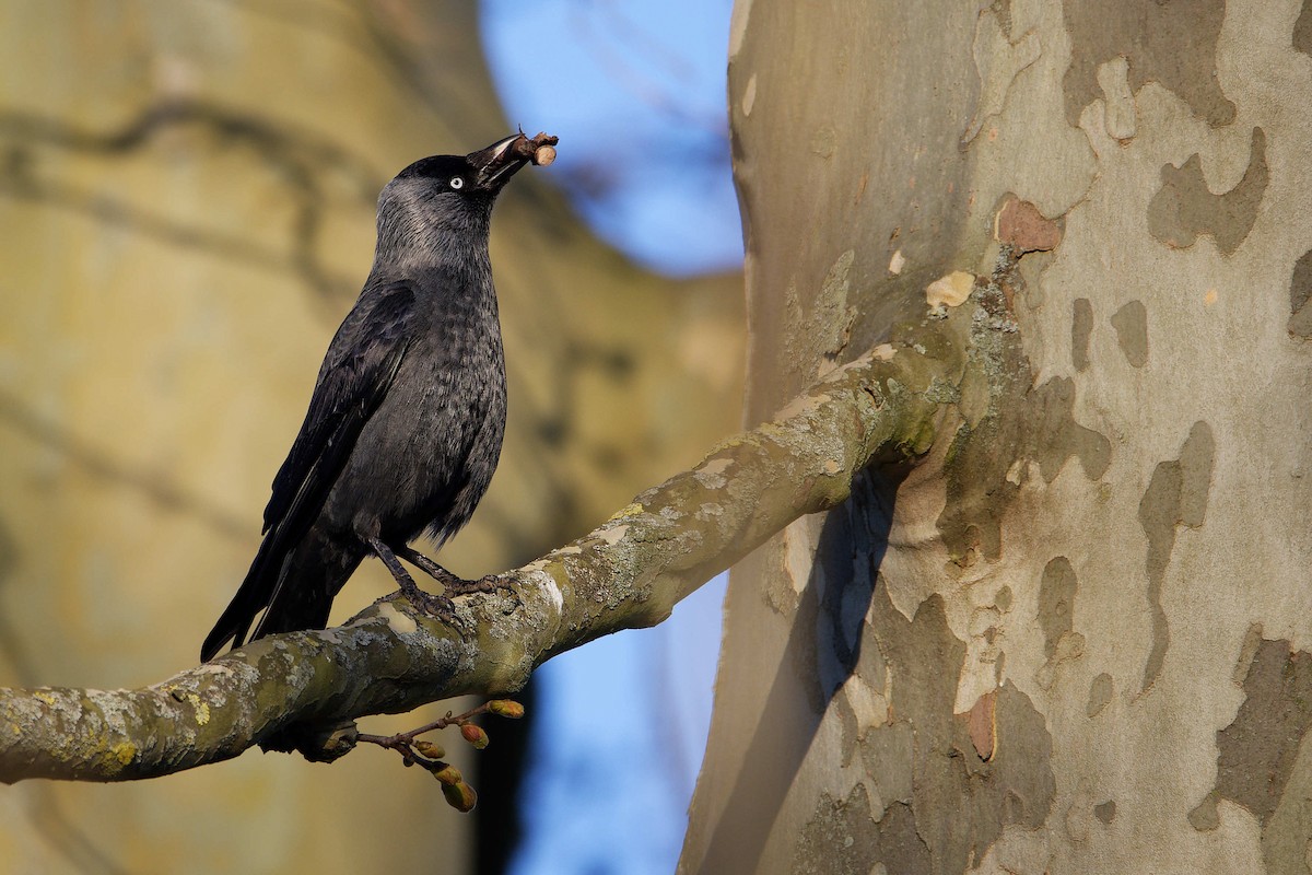 Taccola - ML644602782